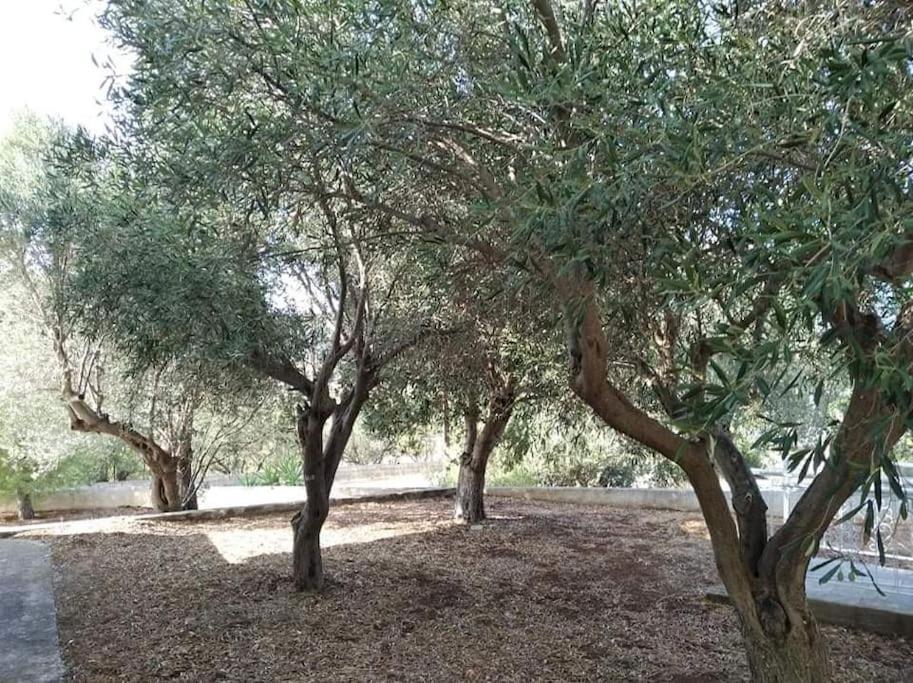 Almiropótamos White Villa In Olive Trees And Seaview To Panagia מראה חיצוני תמונה