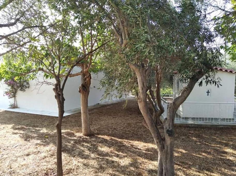 Almiropótamos White Villa In Olive Trees And Seaview To Panagia מראה חיצוני תמונה
